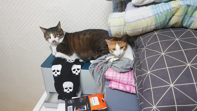 서울 마포구에 사는 최모(여·27) 씨가 자취방에서 기르는 고양이들.