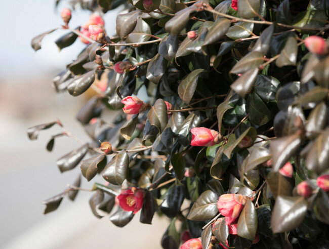 빨간 동백꽃이 활짝 피었다.