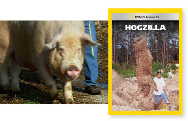 호그질라(왼쪽)와 내셔널지오그래픽에 실린 호그질라 사진. [내셔널지오그래픽 홈페이지]