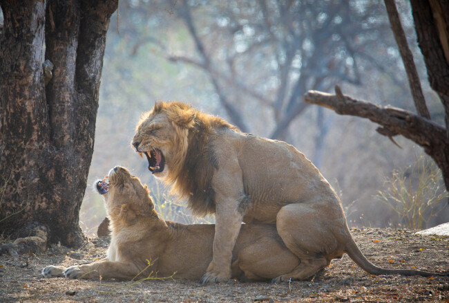 [인도 기르숲 국립공원 아시아 사자.]