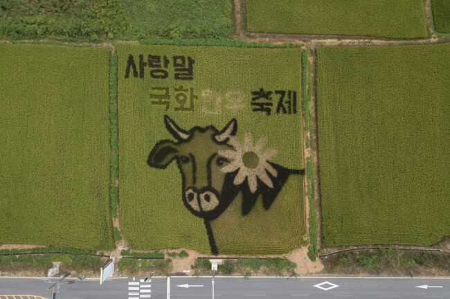 꽃을 단 우리 소가 강원 홍천의 논 그림 속에 새겨져 있다.