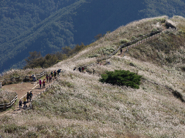 바람에 출렁이는 억새 사이로 난 등산로.