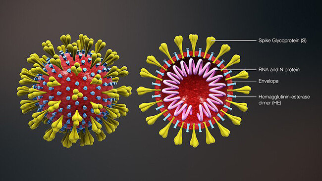 코로나 바이러스. [Scientific Animations 제공]