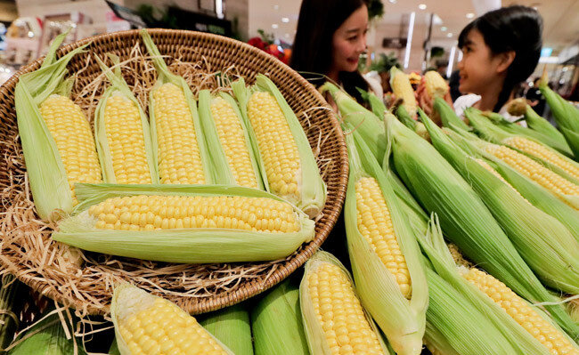 아삭아삭한 식감과 달콤한 맛, 낮은 열량으로 큰 사랑을 받는 초당옥수수. [원대연 동아일보 기자]
