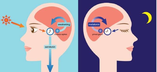시교차상핵(SCN)에서는 빛을 받으면 교감신경 활성화를 통해 솔방울샘(pineal gland)을 자극해 멜라토닌 합성을 억제하고, 빛이 없을 땐 멜라토닌을 방출해 수면상태로 유도한다.  안정적인 수면을 위해서는 낮 시간 동안 40분 이상의 야외활동과, 잠들기 전 수면에 방해가 되는 TV, 휴대전화 등 인위적인 시각 자극을 멀리하는 것이 좋다. [JNH LIFESTYLES 홈페이지]
