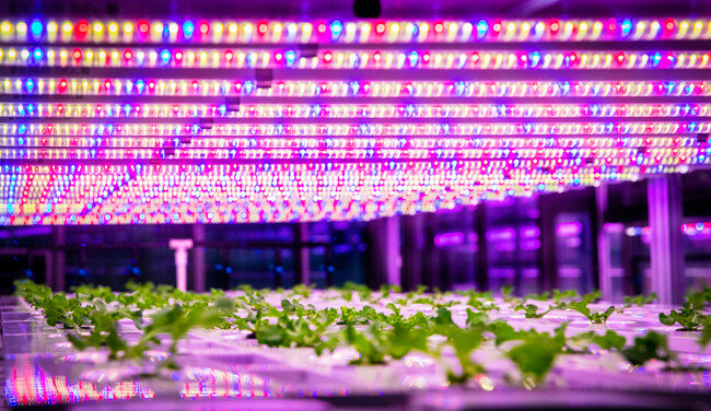 스마트팜은 태양광 대신 LED 조명을 이용해 채소를 키운다.