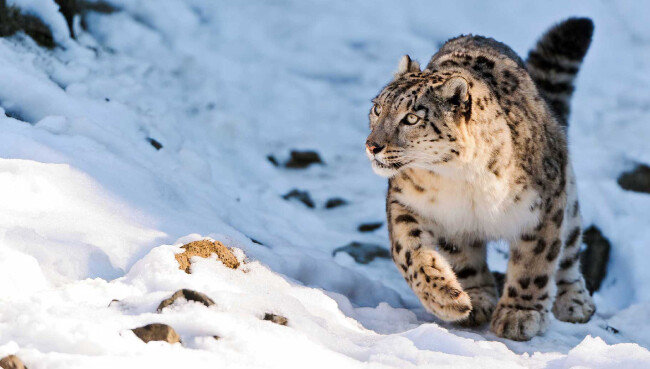 히말라야 눈표범. [Natural World Safaris]