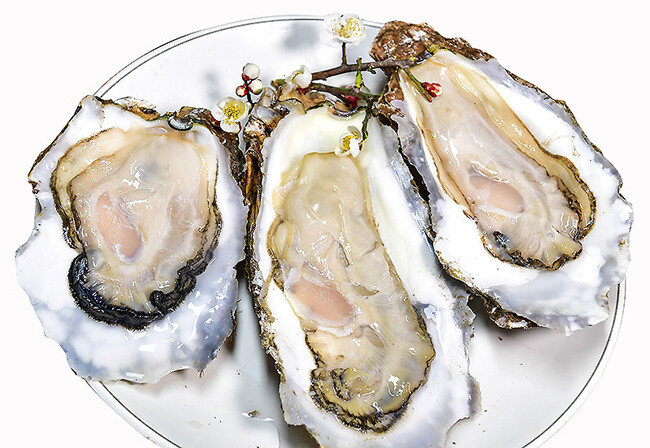 봄철 섬진강에서 나는 벚굴. 큼직하고 향긋한 맛이 별미다. [경남도청 제공]