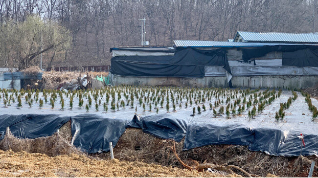 3월 14일 경기 시흥시 과림동 667 일대에 향나무 묘목이 심어져 있다. 이곳은 LH 직원인 장모 씨가 소유한 곳이다. [문영훈 기자]