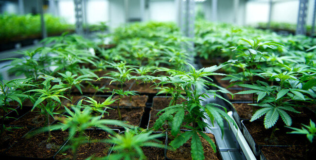 마리화나 제품을 생산하는 기업인 ‘틸레이’가 재배하는 마리화나.[틸레이 홈페이지 제공]