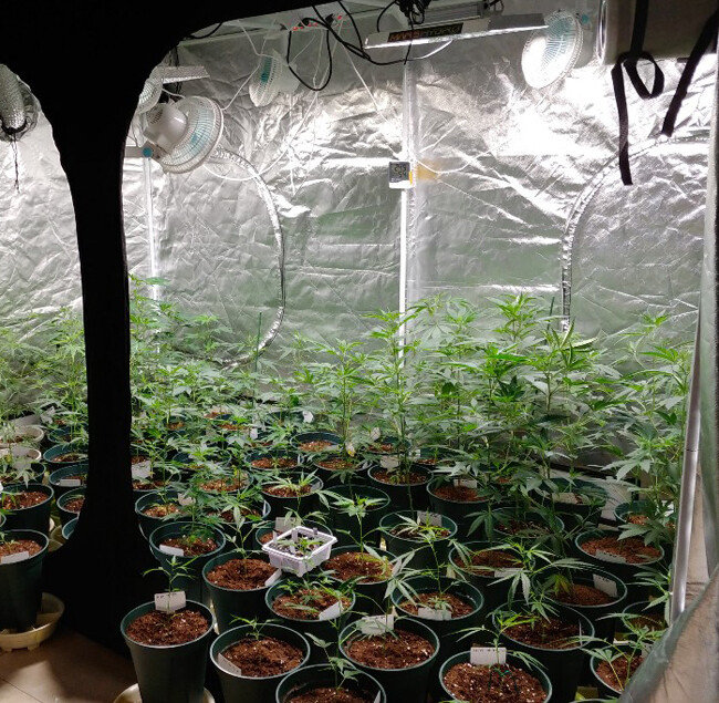 경기 부천 원미경찰서는 3월 18일 자택에서 대마를 키워 대마초를 제조한 혐의로 5명을 구속했다. 이들 자택에서 발견된 대마초. [경기남부경찰청 제공]
