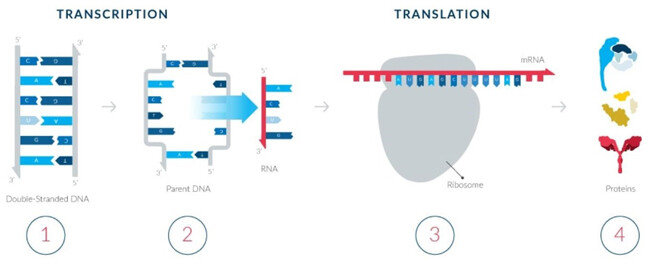 mRNA는 코로나바이러스의 유전정보를 이용해 체내에서 이와 유사한 단백질을 만든다. 가짜 바이러스에 대응하며 면역체계가 생긴다. [모더나 제공]