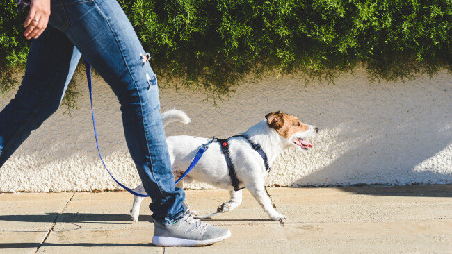 본격적 여름이 되기 직전인 5~6월이 반려견 산책에는 가장 좋은 시기다. [GettyImage]