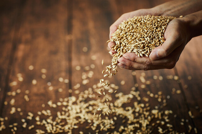 보리는 차, 밥, 샐러드 등 다양한 방식으로 먹을 수 있는 식재료다. [GettyImage]