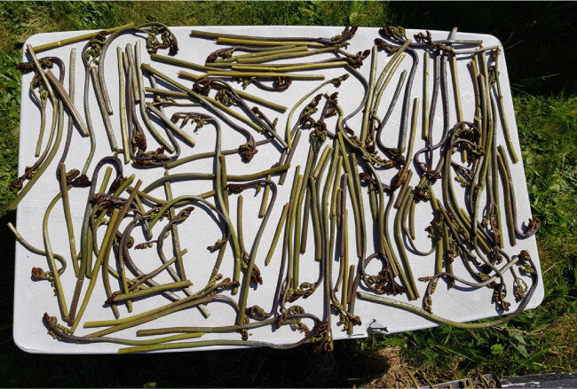 고사리를 삶은 뒤 말리는 건 매년 봄 연례행사다. [김선우·박혜윤 제공]