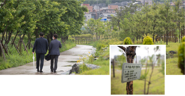 5월 28일 평택시민들이 통복천 녹지를 산책하고 있다(왼쪽). 시민과 단체가 기증한 나무가 녹지 곳곳에 자라고 있다. [지호영 기자]