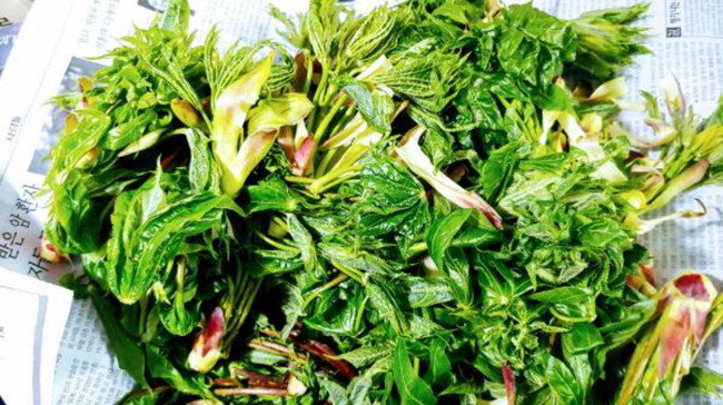 첫맛이 쓰지만 여운이 강한 엄나무순. [gettyimage] 