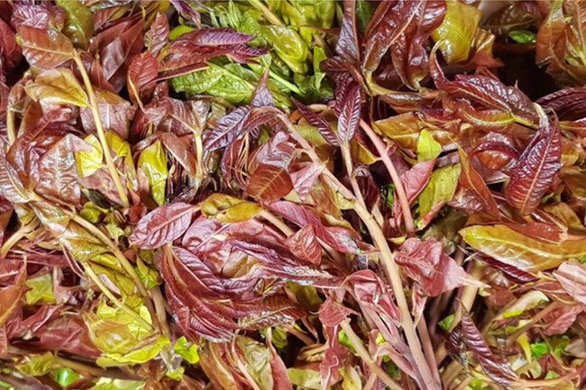 가죽순은 독특한 향으로 유명하다. [gettyimage]  