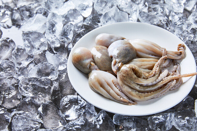 주꾸미는 5월 중순 산란을 시작한다. [gettyimage]