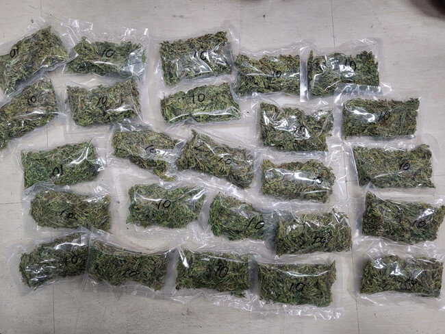 9월 4일 서울경찰청 마약범죄수사대는 대마를 대규모로 재배해 불법 유통한 일당과 매수‧흡연자 등 총 17명을 ‘마약류 관리에 관한 법률 위반’ 혐의로 입건하고, 이 중 주범 A씨 등 2명을 구속했다고 밝혔다. 또한 이들로부터 대마초 29.3㎏(시가 29억 원 상당)과 재배 중인 대마 691주를 압수했다. 사진은 압수한 대마초. [서울경찰청]