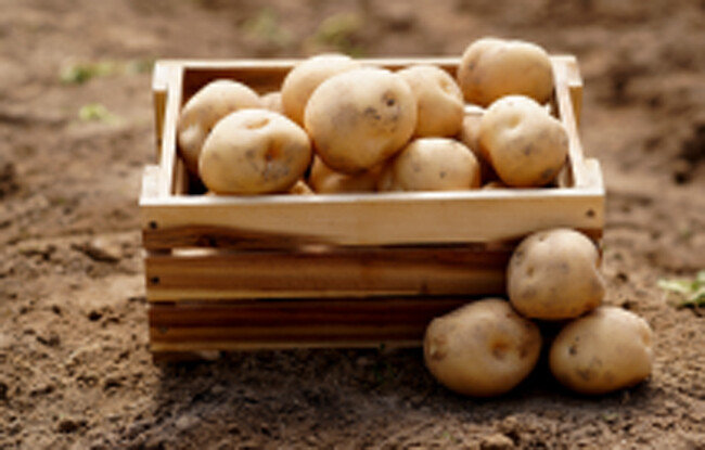 수미감자. [전북농협]