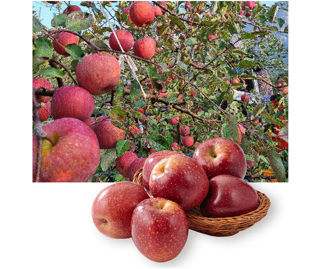 부사 사과(위). 감홍 사과. [뉴스1, 
롯데마트]