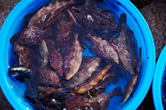 수산시장에서 물고기가 팔딱거리고 있다. [Gettyimage] 