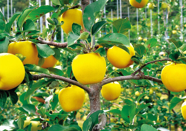 붉은색 일변도의 사과 시장에 혁신을 가져온 황금사과. [청송군]