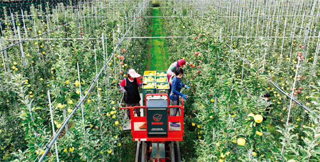 청송사과 재배 시스템 미래형(평면형) 과원 조성 농가의 모습. [청송군]