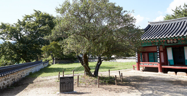 조식이 산천재 앞 마당에 심은 매화나무 ‘남명매’. [홍중식 기자]