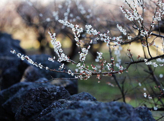 돌담 위로 핀 매화. 제주 서귀포시 남원읍. [박해윤 기자]