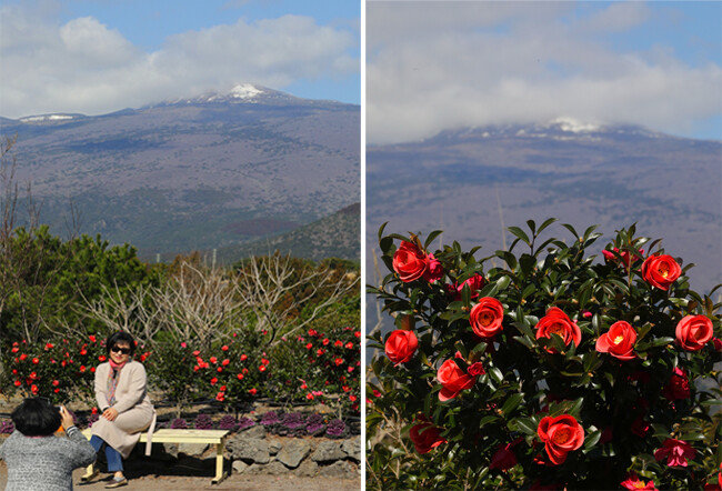 제주 서귀포시 휴애리 자연생활공원에서 눈이 남아 있는 한라산을 배경으로 사진을 찍는 관광객.(왼쪽) 동백꽃. 휴애리 자연생활공원. [박해윤 기자]