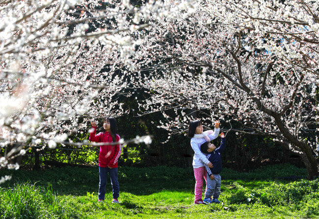 매화꽃 속에 파묻힌 아이들. 휴애리 자연생활공원. [박해윤 기자]