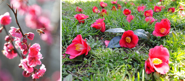 벌을 유혹하는 홍매화. 휴애리 자연생활공원.(왼쪽) 붉은 동백꽃은 이미 지고. 휴애리 자연생활공원. [박해윤 기자]