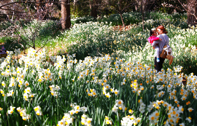 수선화 꽃밭의 모녀. 제주 한림공원. [박해윤 기자]