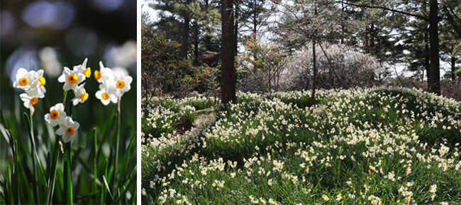 수선화. 제주 한림공원. [박해윤 기자]