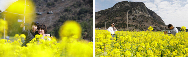 ‘인생샷’은 유채꽃밭에서. 산방산 유채꽃밭.(왼쪽) 산방산을 배경으로 한 컷. [박해윤 기자]