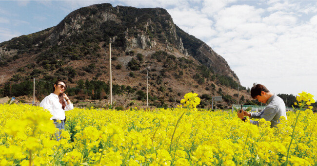 제주 서귀포시 안덕면 산방산 유채꽃밭에서 사진 촬영 중인 남녀. [박해윤 기자]