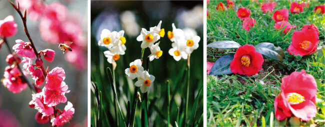꿀벌을 유혹하는 홍매화(한림공원). 청초하고 우아한 자태의 수선화(한림공원). 동백꽃은 벌써 떨어지고 있다(휴애리자연생활공원).(왼쪽부터) [박해윤 기자]