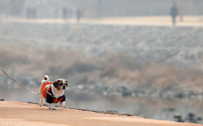 미세먼지가 심한 날에는 반려동물과 산책 후 워터리스 샴푸와 물티슈로 닦아주는 것이 좋다. [뉴스1]