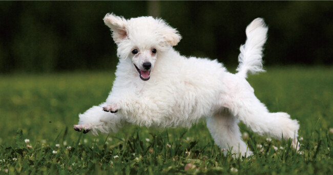 정신없이 뛰어다니는 반려동물은 앞보다 옆에서 찍는 게 동작을 포착하기 쉽다. 