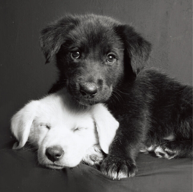 하얀 반려동물과 검은 반려동물이 함께 있다면 되도록 검은 반려동물에 노출을 맞추자.