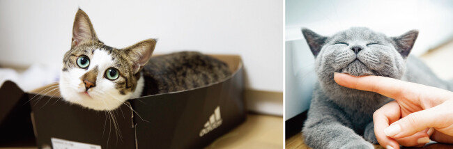 반려동물의 인생 사진을 찍으려면 동물이 가장 편하게 여기는 장소에서 시작하면 좋다. 