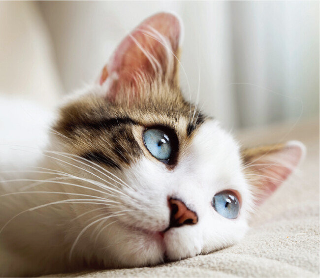 반려동물의 신비로운 눈동자 위주로 사진을 남겨보자.