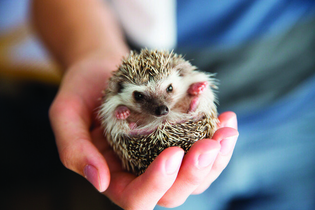 최근 이색 반려동물로 각광받는 고슴도치. 인기가 높은 만큼 유기되는 고슴도치도 많다. [사진 제공=Shutterstock]