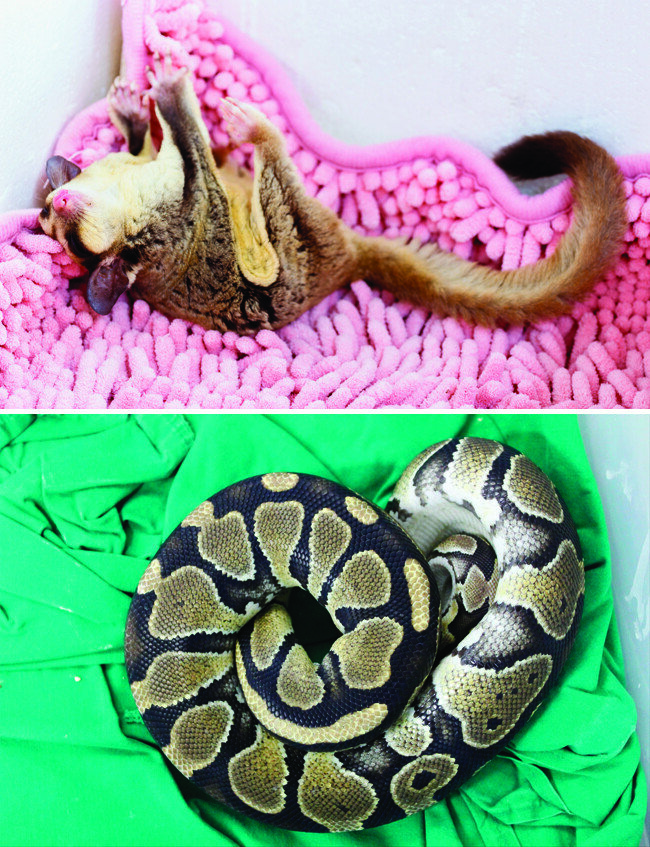 오세아니아에서 온 애완용 하늘다람쥐 슈거글라이더. 한국과 기후가 다른 곳에서 살아왔기 때문에 사육하기가 어렵다(위). 제주 한 아파트 단지에서 발견된 애완용 비단뱀 불파이톤.(아래)