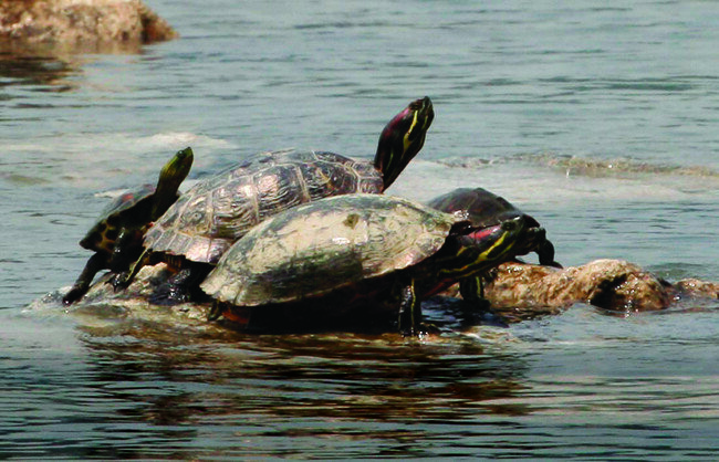 한때 인기 반려동물이었지만 지금은 생태교란종이 돼 수입마저 금지된 붉은귀거북. [사진 제공=동아일보]