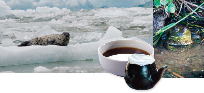 잔인한 사냥법 때문에 전 세계 주요 국가들이 물범 고기 수입을 전면 금지하고 있는 가운데 우리나라만 여전히 물범고기를 들여오고 있다. 대치동에서는 물범, 황소개구리, 조랑말 등 생경한 동물들이 아이들 보양식으로 사용되고 있다. [shutterstock]