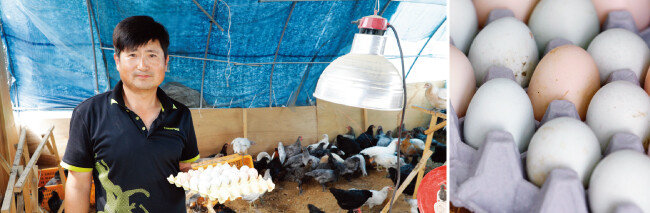 농장에서 푸른빛깔이 도는 달걀(오른쪽)을 낳는 청계를 키우는  김동진 박사. [박해윤 기자]