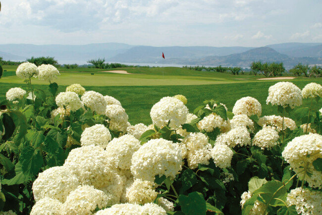 수국이 만개한 5월의 골프장. [사진 제공 · 김맹녕]